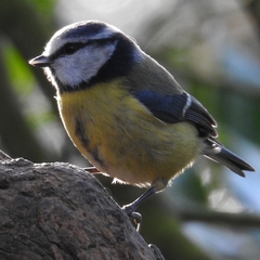 Prunella modularis occidentalis
