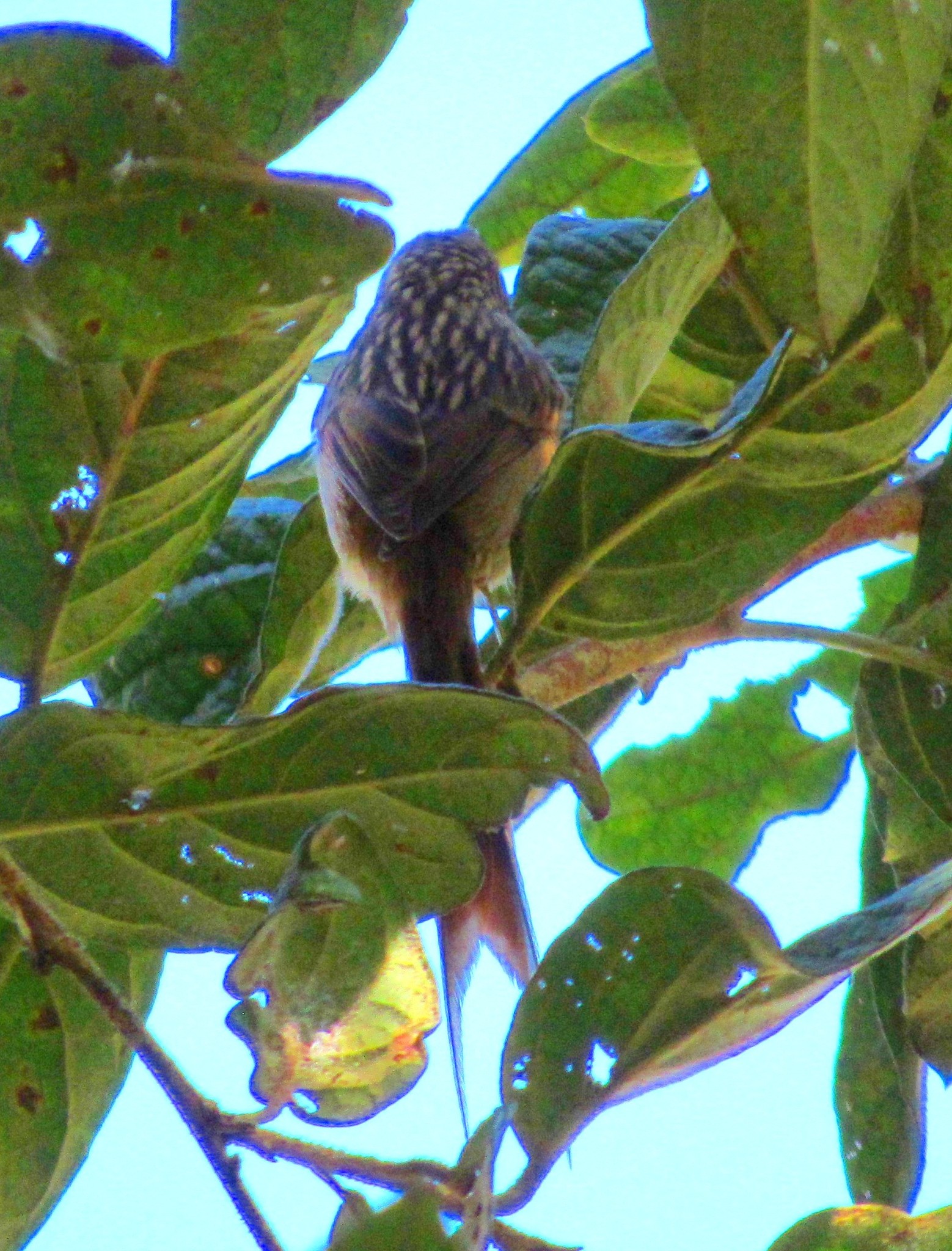 Striolated Tit-Spinetail (Leptasthenura striolata), photo 6