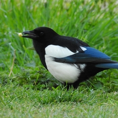 Prunella modularis occidentalis
