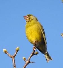 Prunella modularis occidentalis