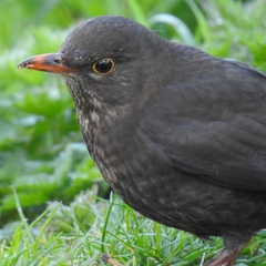 Prunella modularis occidentalis