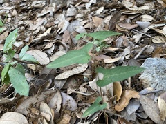 Endodeca serpentaria