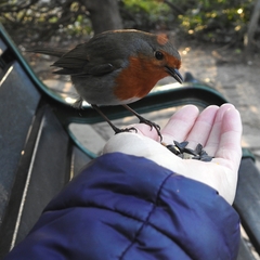 Prunella modularis occidentalis