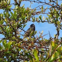 Sturnus vulgaris