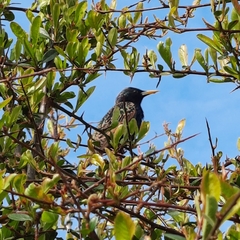 Sturnus vulgaris