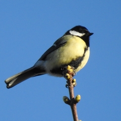 Prunella modularis occidentalis