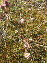 Cochlearia danica