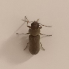 Oligomerus ptilinoides