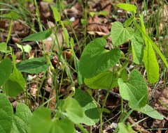 Aristolochia pallida