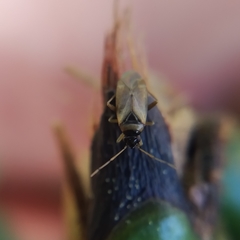 Plesiodema pinetella