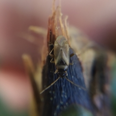 Plesiodema pinetella