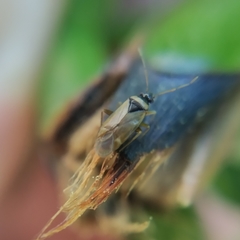 Plesiodema pinetella