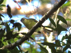 Phylloscartes ventralis