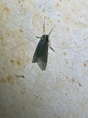 Polymorphanisus elisabethae