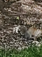 Xerospermophilus tereticaudus