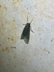 Polymorphanisus elisabethae