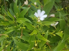 Scaevola chamissoniana