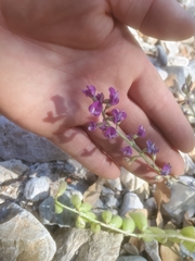 Astragalus allochrous