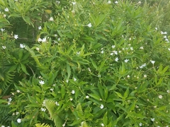 Scaevola chamissoniana