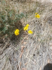 Coreocarpus arizonicus