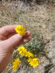 Coreocarpus arizonicus
