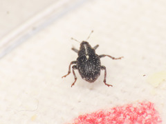 Glocianus pilosellus