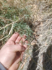 Coreocarpus arizonicus