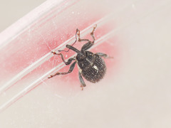 Glocianus pilosellus