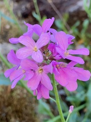 Arabis modesta