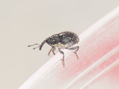 Glocianus pilosellus