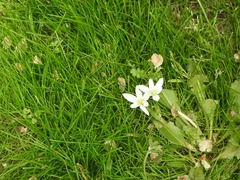 Ornithogalum baeticum