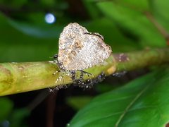 Logania marmorata damis