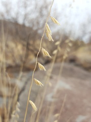 Bouteloua warnockii