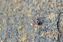 Pergamasus