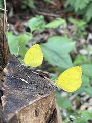 Eurema senegalensis