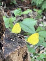 Eurema senegalensis