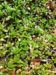 Coprosma perpusilla perpusilla
