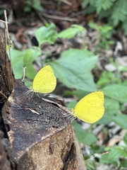 Eurema senegalensis