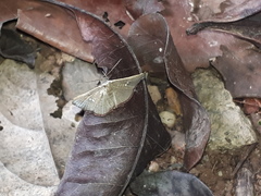Thyridoidea