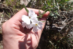 Phlox speciosa