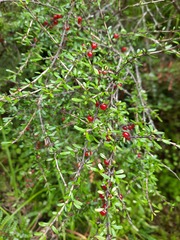 Coprosma cuneata