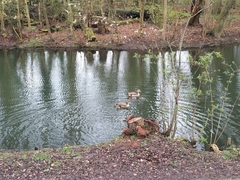 Alopochen aegyptiaca