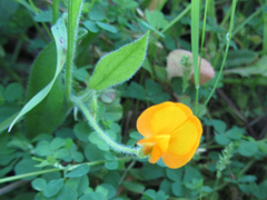 Scorpiurus vermiculatus