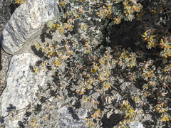 Acmispon argophyllus argophyllus