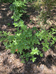 Rhododendron flammeum