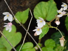 Begonia crenata