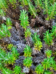 Celmisia ramulosa ramulosa