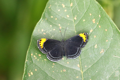 Charis cadytis