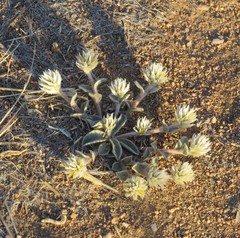 Gomphrena caespitosa