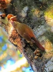 Lepidocolaptes falcinellus